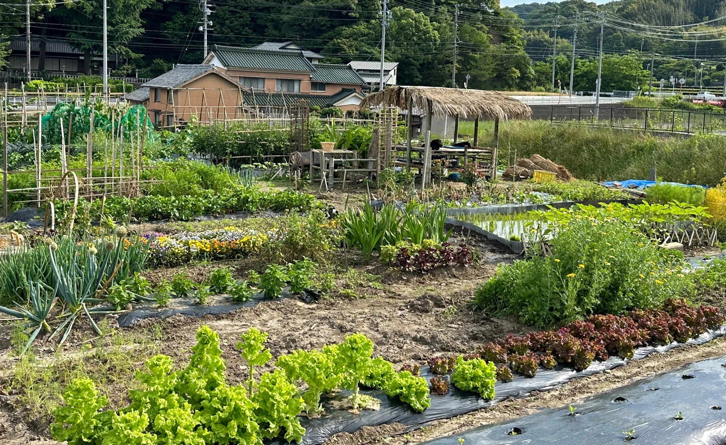 Đi xuất khẩu lao động tại Nhật Bản, hai chàng trai trồng vườn như ở Việt Nam