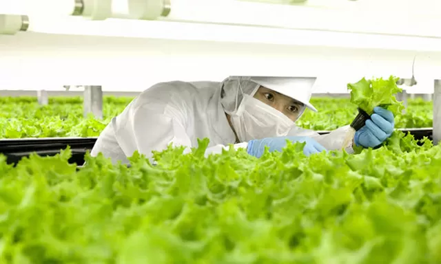 TRỒNG VÀ THU HOẠCH RAU 11/2023